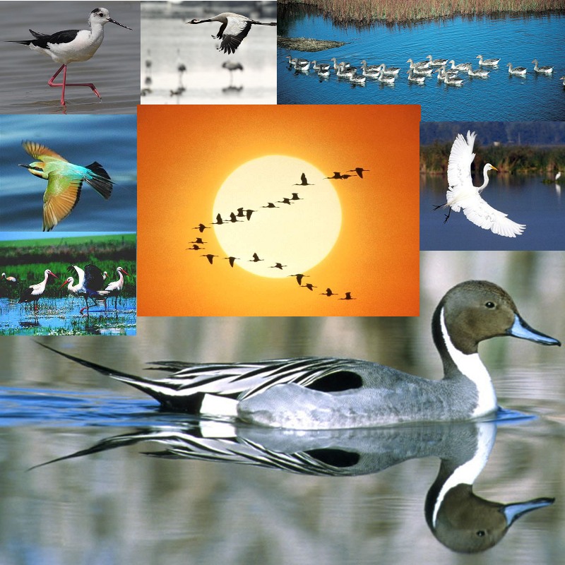 Aves migratorias de las marismas de Santander